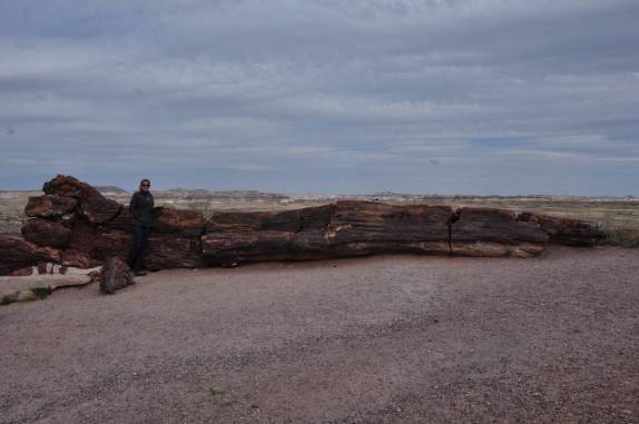Observando troncos petrificados no Petrified Forest National Park, no Arizona - Estados Unidos